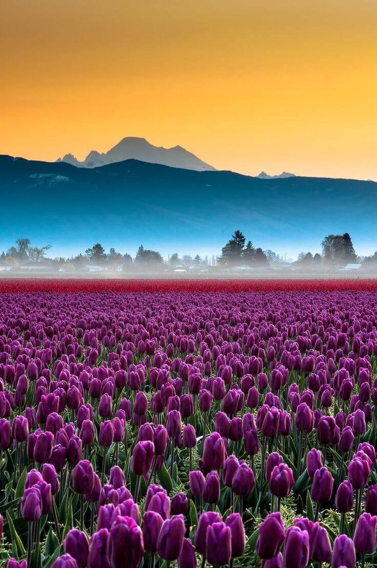 Skagit Valley Tulip Fields, United States