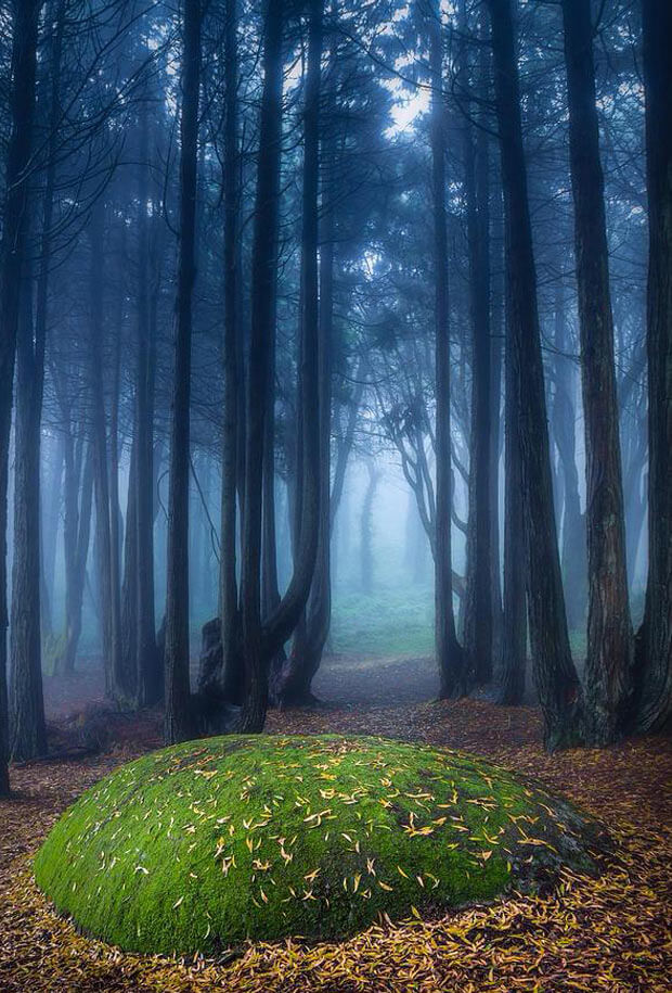 Unreal Travel Destination - The-Mystic Forest, Sintra, Portugal